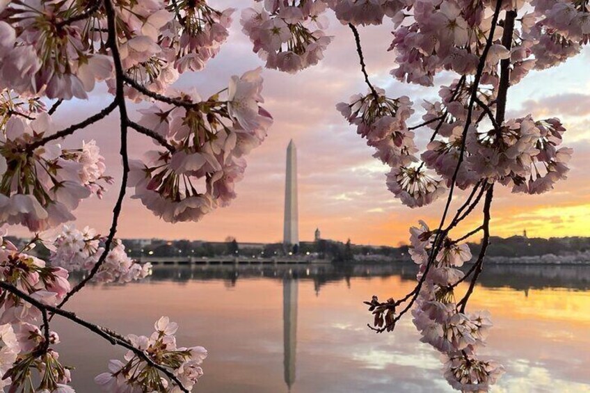 Washington DC Cherry Blossoms By Bike Tour