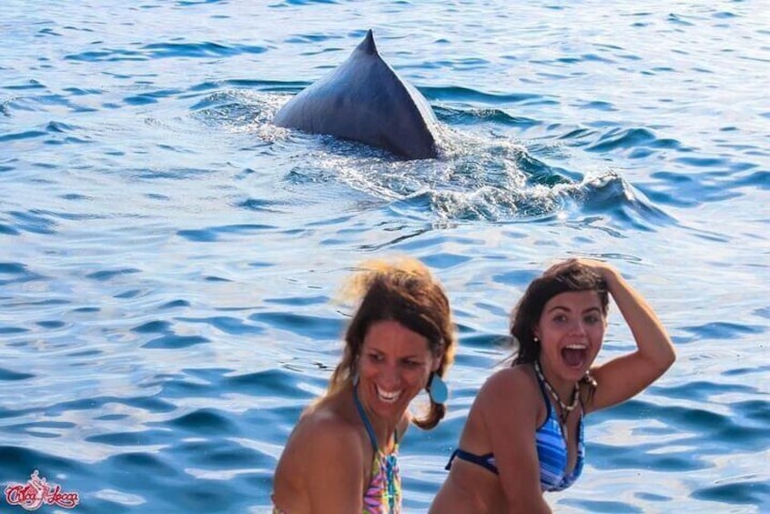Whales are soo exciting!