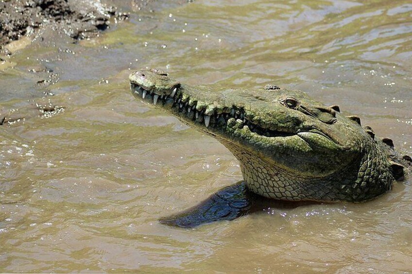 Jungle Crocodile Safari & Jaco Beach from San Jose