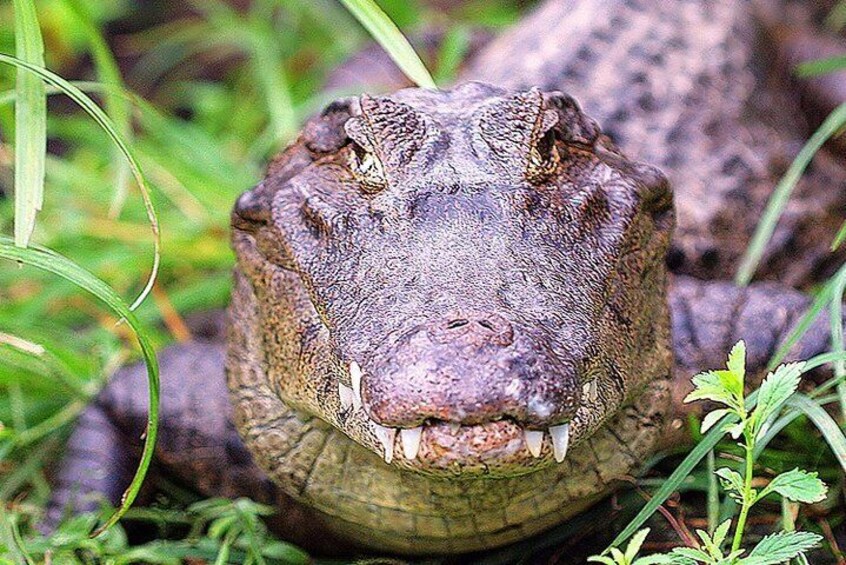 Jungle Crocodile Safari & Jaco Beach from San Jose