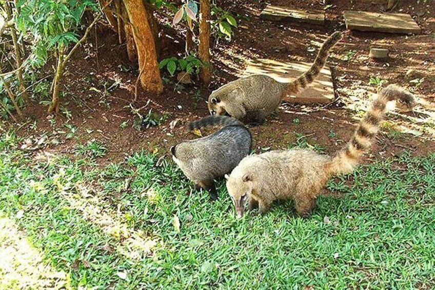 Private Day Trip from San Jose to Cahuita National Park (Caribbean Coast)