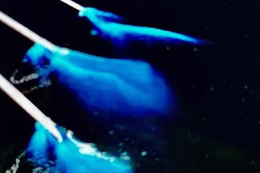 Bioluminescence Comb Jelly Night Tour Paddle Board and Kayak