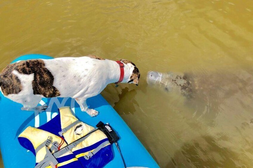 Manatees love our shop dog "Kona"