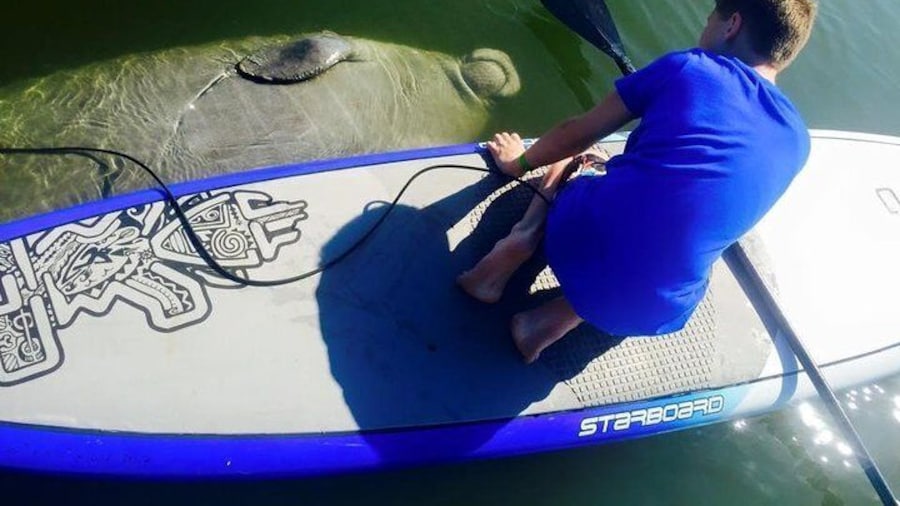Manatees Encounter