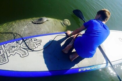 Paddle Board or Kayak Eco Dolphin Manatee Tour