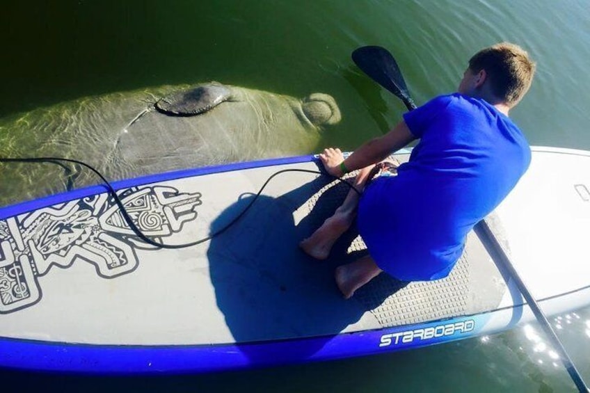 Manatees Encounter 