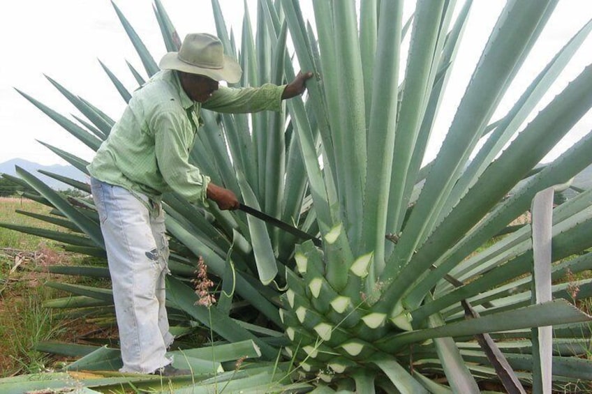 Getting the "piña" for later making mezcal.