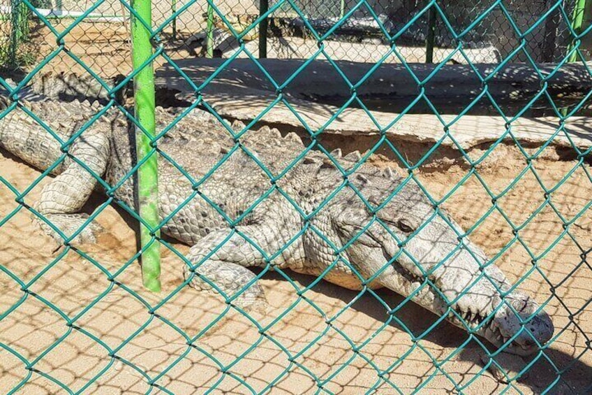 3 Palos Lagoon Jungle Tour Baby Turtle Release Boat Ride Croc Farm Lunch &Drinks