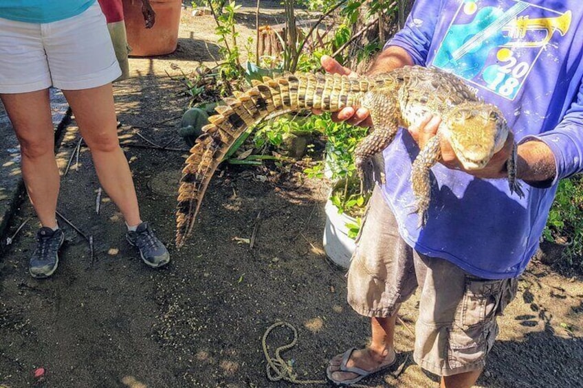 3 Palos Lagoon Jungle Tour Baby Turtle Release Boat Ride Croc Farm Lunch &Drinks