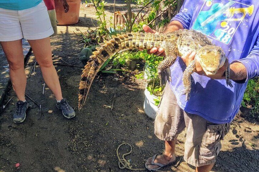 3 Palos Lagoon Jungle Tour Baby Turtle Release Boat Ride Croc Farm Lunch &Drinks