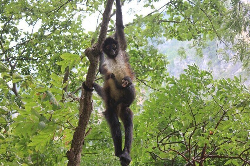 2 Days tour Sumidero Canyon & Chiapa de Corzo+Indian communities
