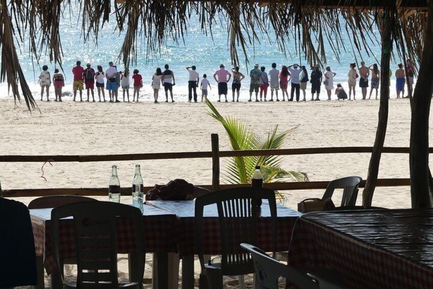Coyuca Lagoon Baby Turtle Release Lunch & Boat Ride