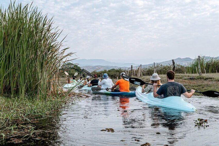 Mangrove Kayaking Tour