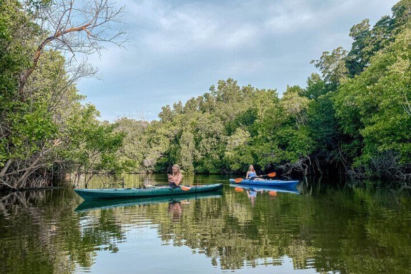 Mangrove Kayaking Tour