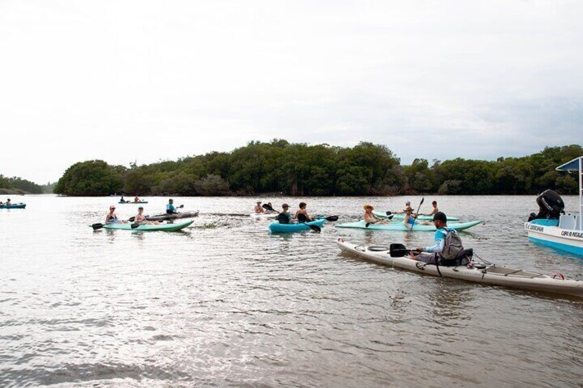 Mangrove Kayaking Tour