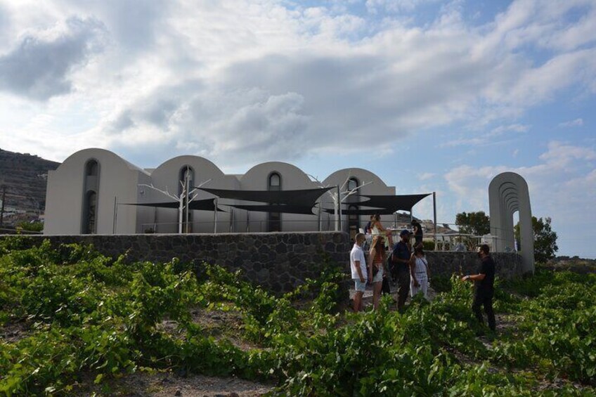 Explore the Vineyards of the winery and the special way that we cultivate in Santorini