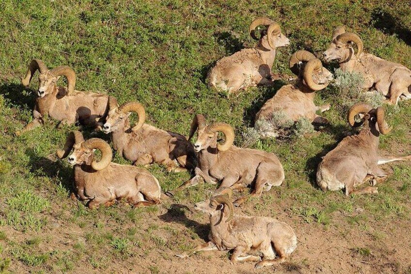 Yellowstone Custom Wildlife and Nature Tour