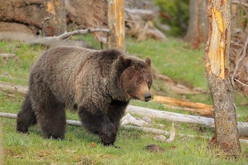 Grizzly bear in Yellowstone