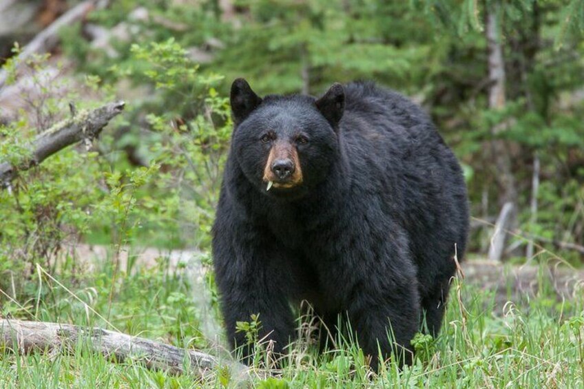 Yellowstone Black Bear