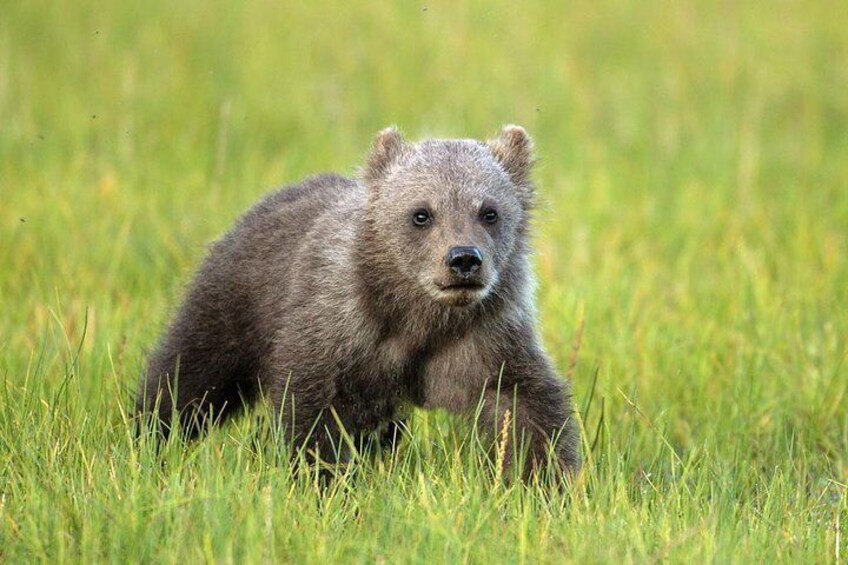 Grizzly bear cub in Yellowstone