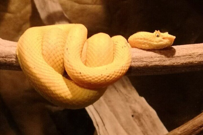 Night hike wildlife observation in Santa Elena Monteverde