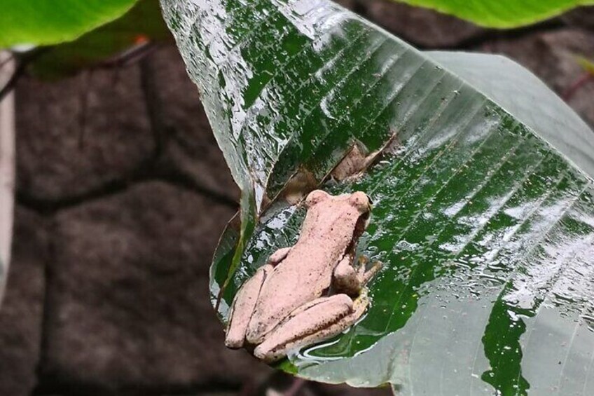 Night hike wildlife observation in Santa Elena Monteverde