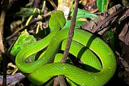 Night hike wildlife observation in Santa Elena Monteverde