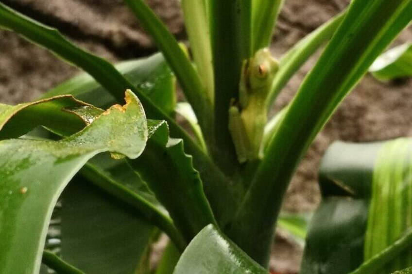 Night hike wildlife observation in Santa Elena Monteverde