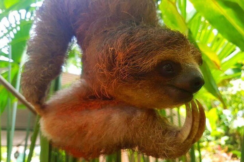 Sloth Discovery from Playa del Coco Area