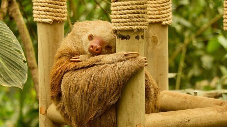 Selvatura Sloth Habitat