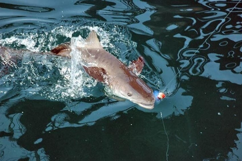 Amelia Island Inshore Fishing Charter