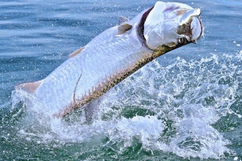 Boca Grande Inshore Fishing Charter