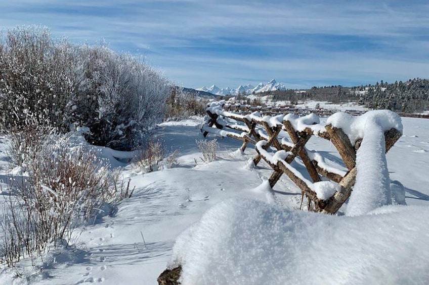 Dog Sledding Grand Teton