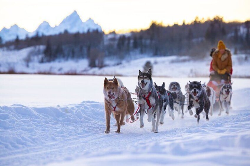 True Alaskan Sled Dogs
