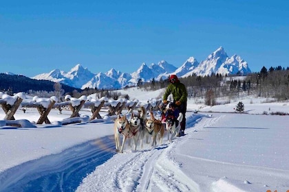 Jackson Hole Dog Sledding Adventure