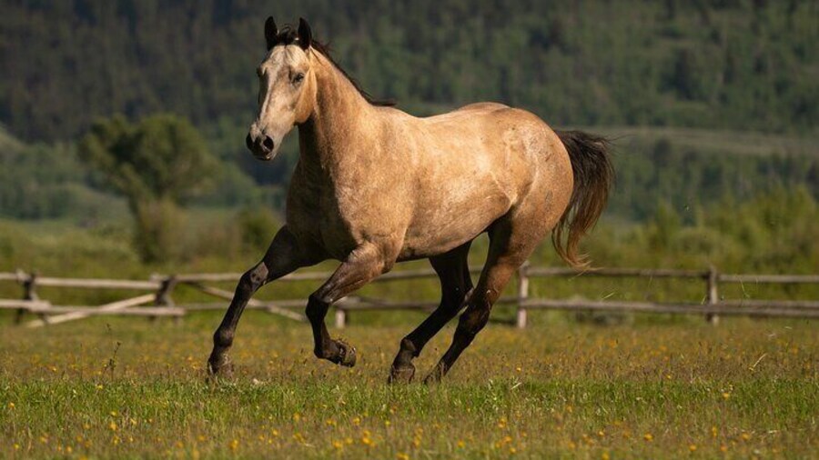 Horseback Riding with Grand Teton Views in Jackson Hole