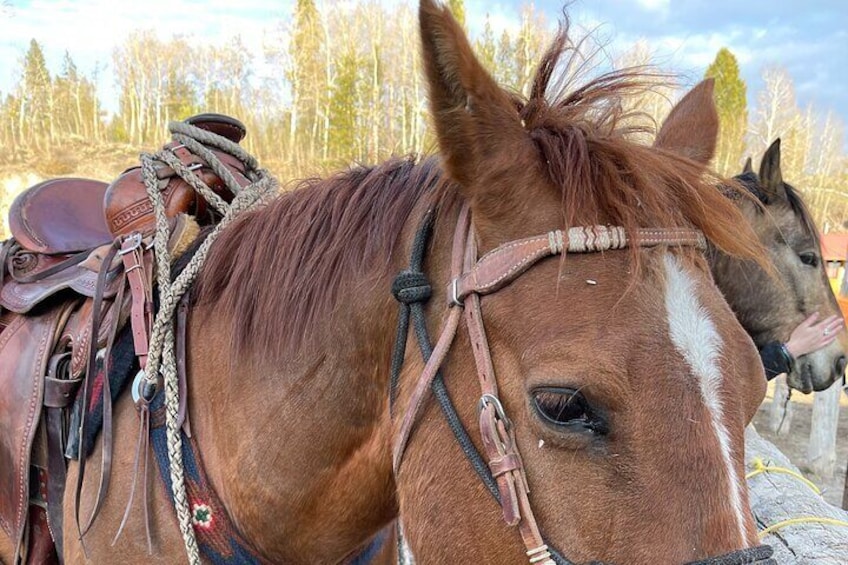 Horseback Riding in the Bridger-Teton National Forest