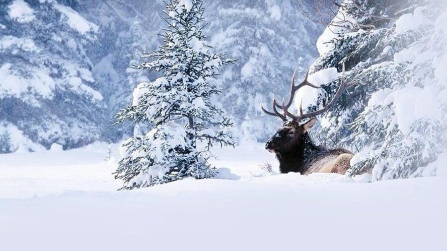 Jasper Wildlife Discovery