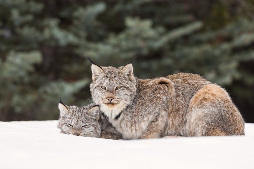 Lynx