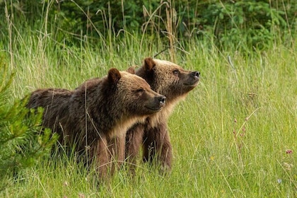 Ontdek Jasper en zijn dieren in het wild