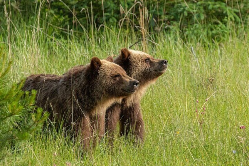 Discover Jasper and its Wildlife