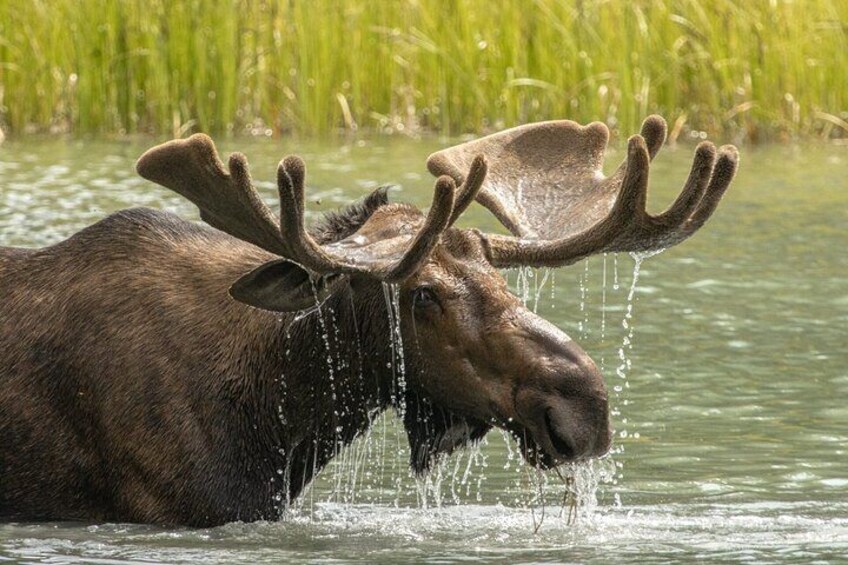 Discover Jasper and its Wildlife