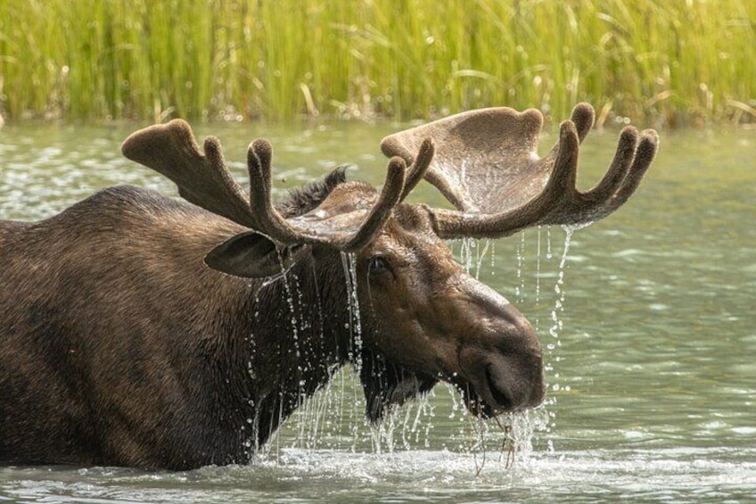 Discover Jasper and its Wildlife