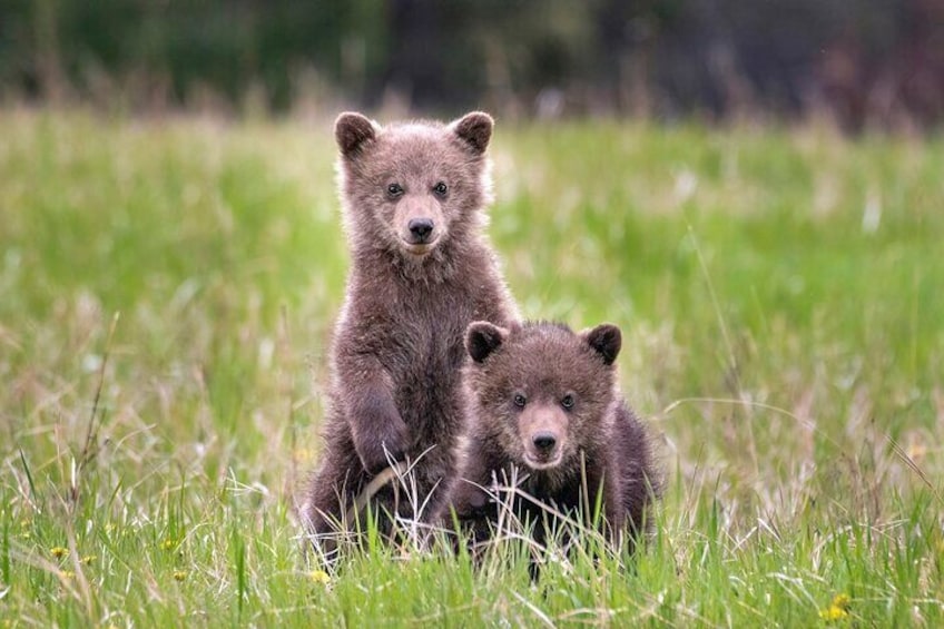 Discover Jasper and its Wildlife