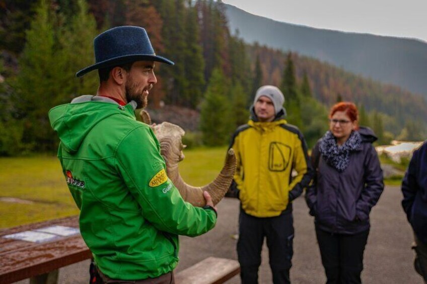 Discover Jasper and its Wildlife
