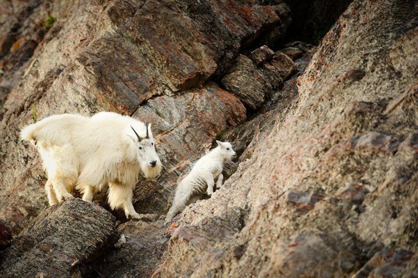 Wildlife Discovery