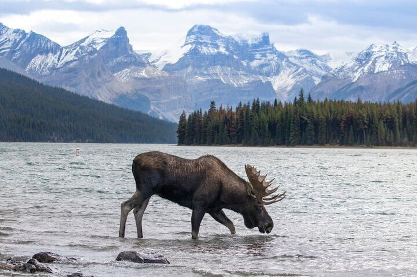 Discover Jasper and its Wildlife