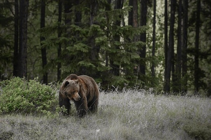 Discover Jasper and its Wildlife