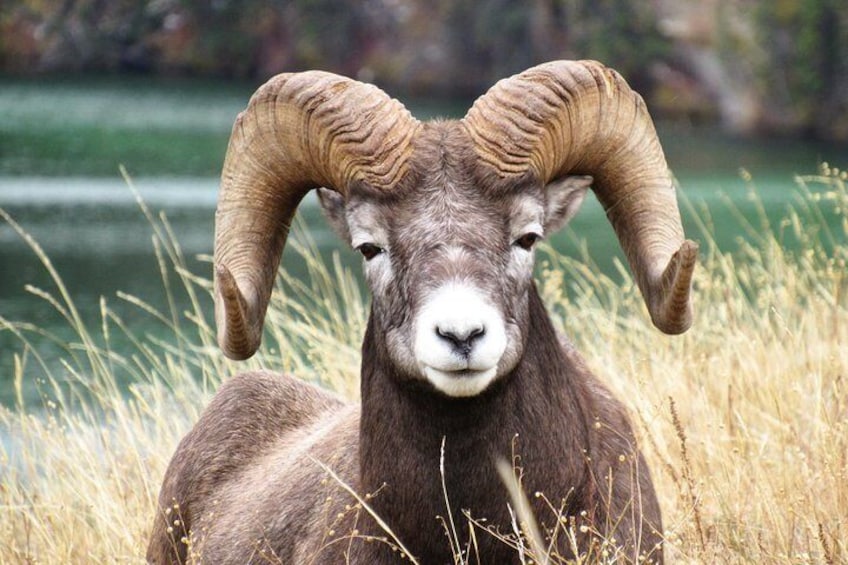 Discover Jasper and its Wildlife
