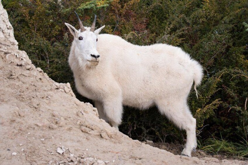 Mountain goat